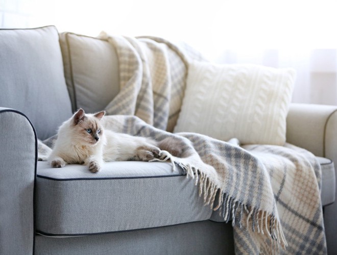 ソファーの上に座る猫