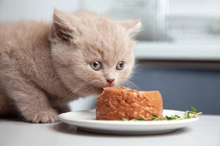 グルメフードを食べる猫