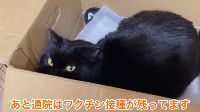 箱に入った黒猫
