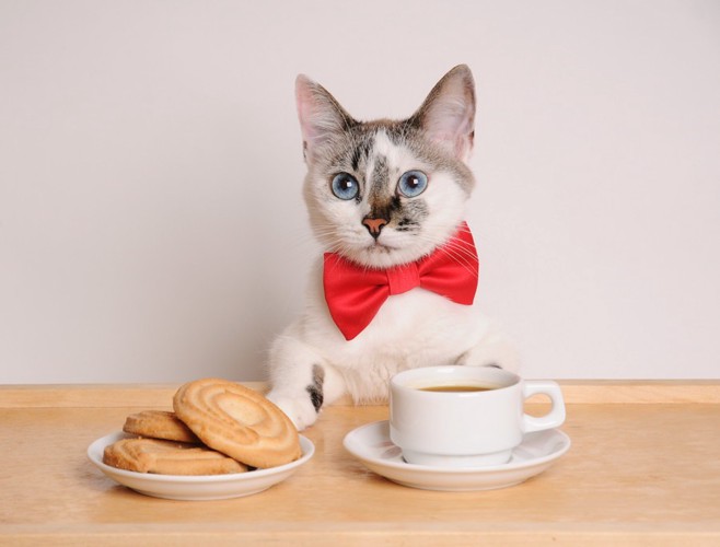 コーヒーとクッキーと猫