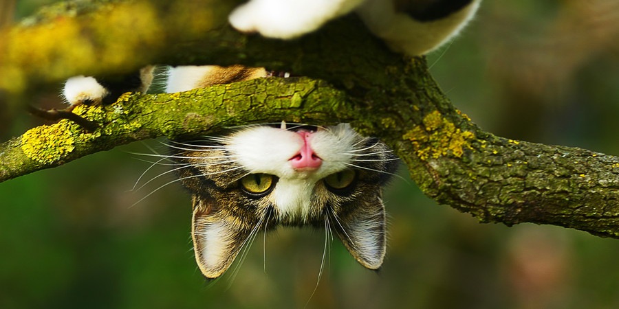 木に登る猫