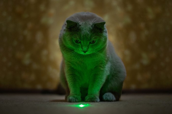 レーザーポインターを見る猫