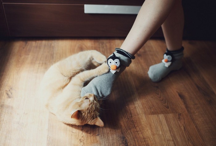 ペンギンの靴下を履く足にじゃれる猫
