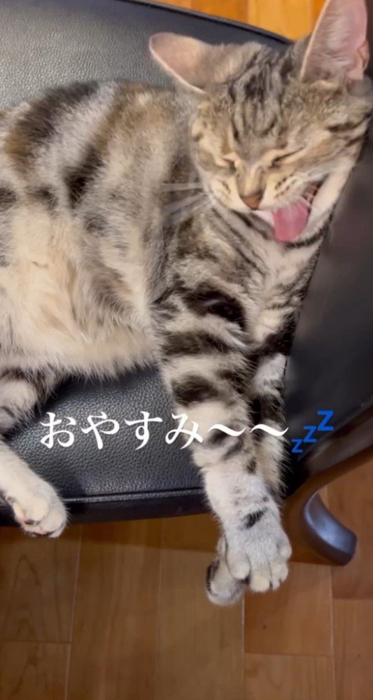 椅子の上であくびをする猫