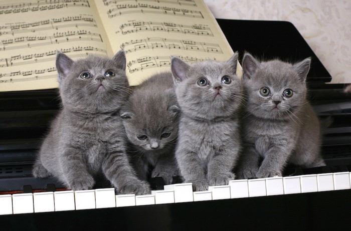 ピアノの上に座る子猫たち