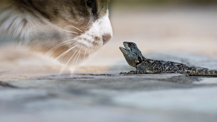 見合う猫と爬虫類