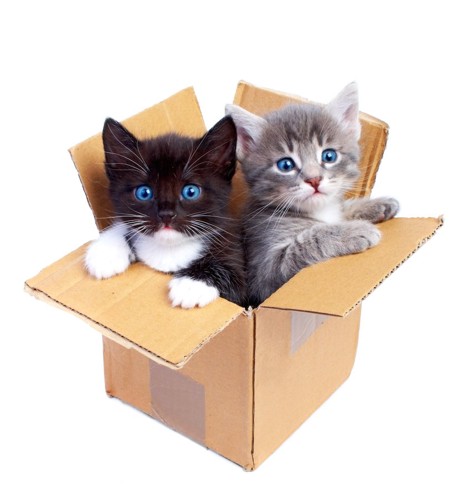 ダンボール箱の中の二匹の子猫