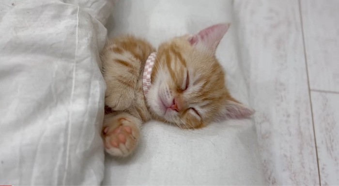 布団で眠る猫