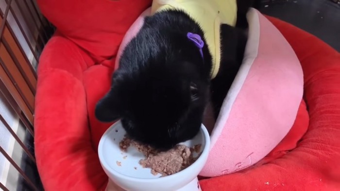 ごはんを食べる黒猫