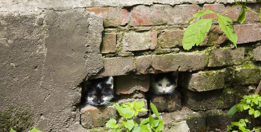 石垣から顔を出す二匹の猫