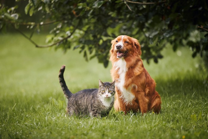 猫と犬