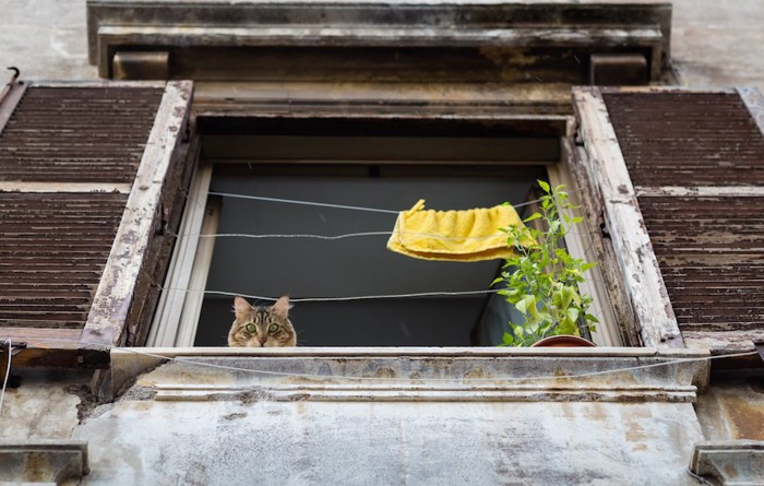 家の窓から下を見る猫