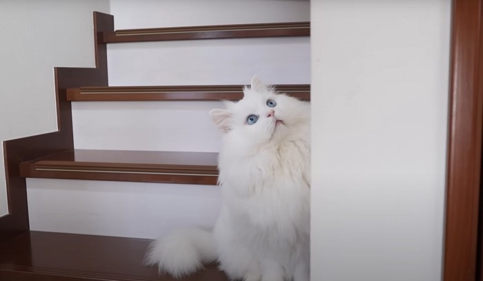 階段で上を見上げる猫
