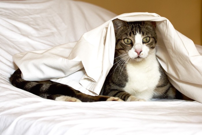 ベッドの上でシーツをかぶる猫
