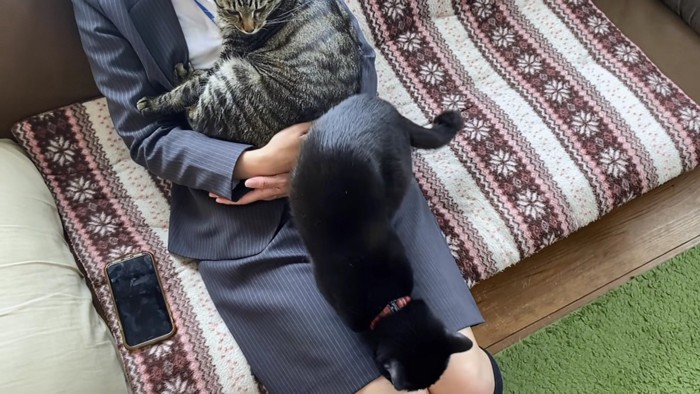スーツ女性と猫2匹