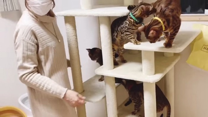 キャットタワーに集まる猫たち