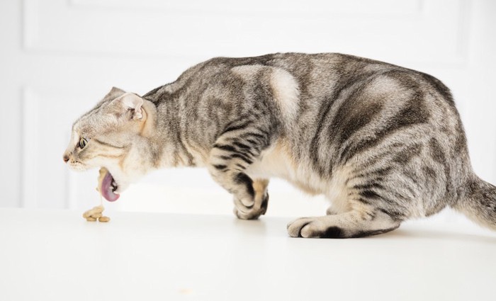 キャットフードを嘔吐する猫