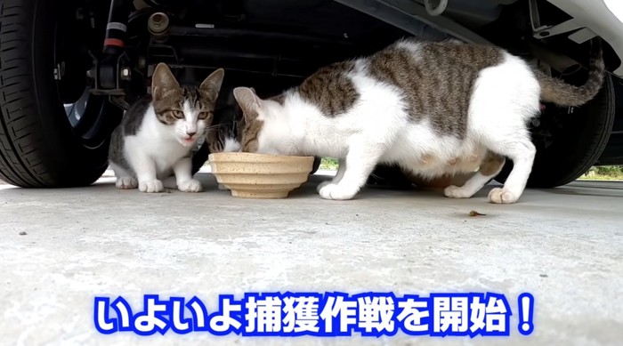 餌を食べる猫たち