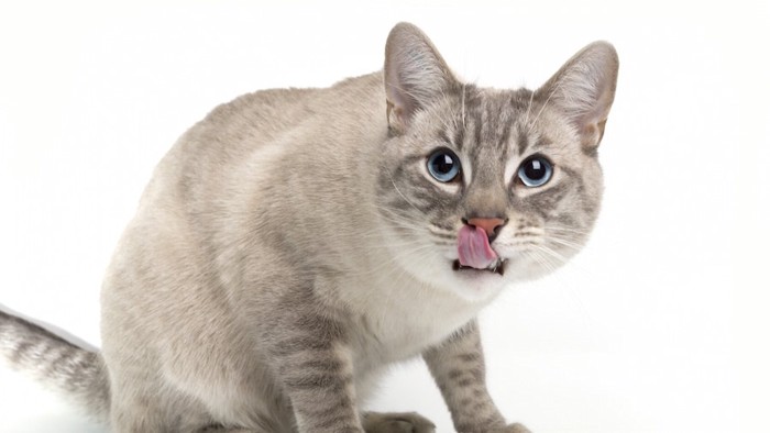舌をペロリと出す猫