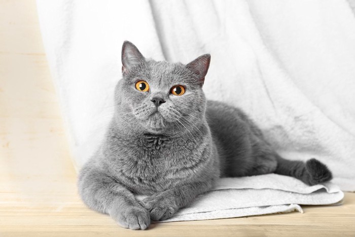 タオルの上に乗る灰色の猫