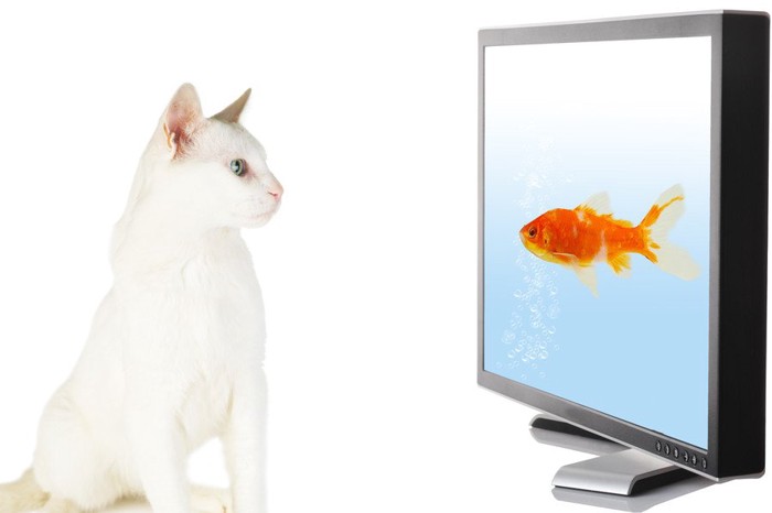テレビに映る魚を見つめる猫