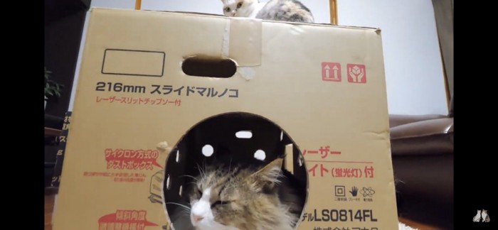 ダンボールの中で眠る猫と上に乗っかる猫