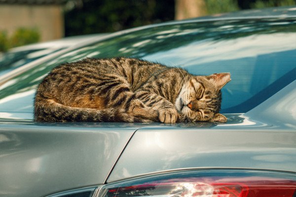 車の上で寝る猫