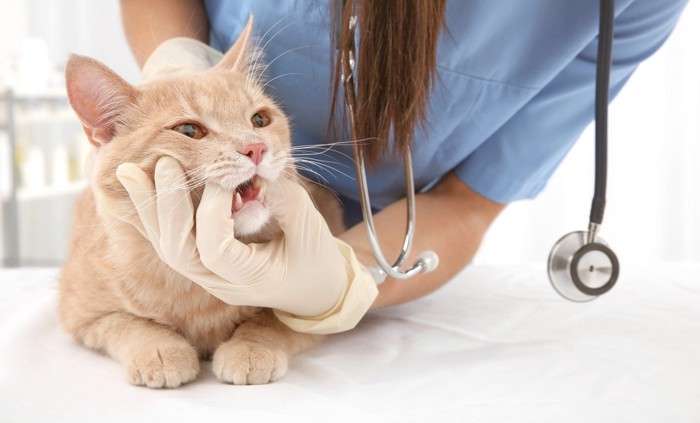 動物病院で歯の検査を受ける猫