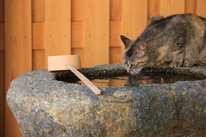 お寺の水を飲む猫