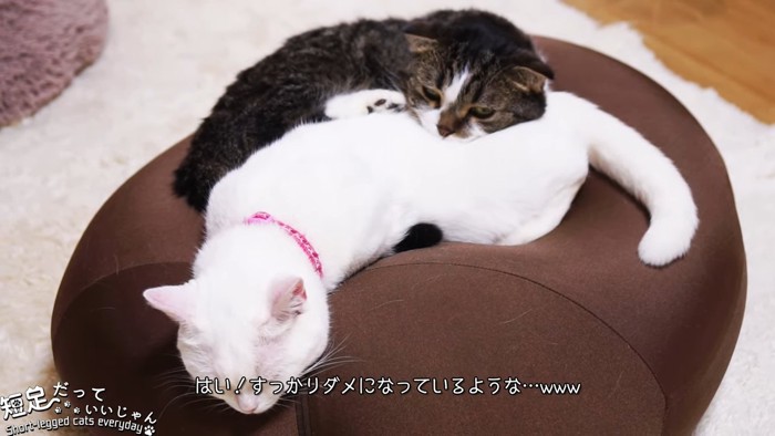 寝ている白猫と黒系の猫