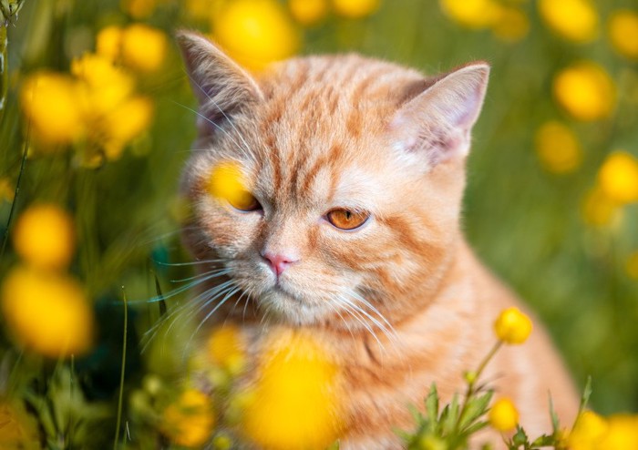 花の中の猫