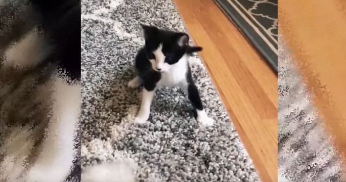 前足をふんばる白黒子猫