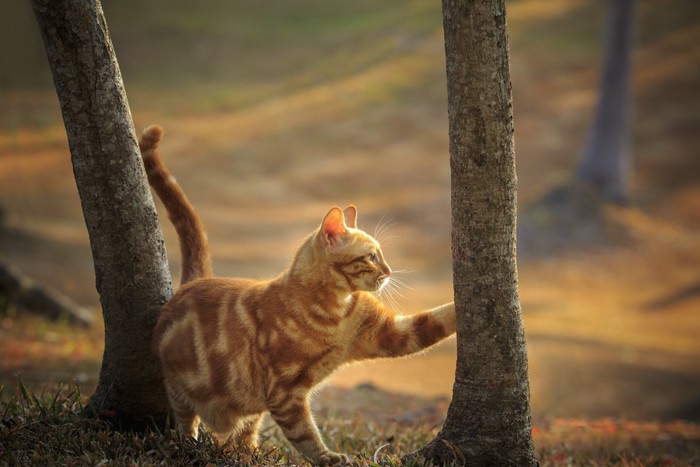 尻尾を立てて木を触る猫