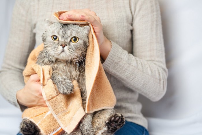 飼い主にタオルで拭かれている猫