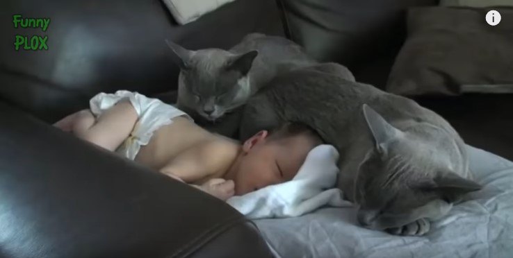 乳児に添い寝する猫