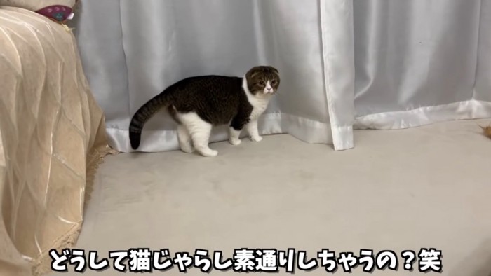カーテンの前に立つ猫