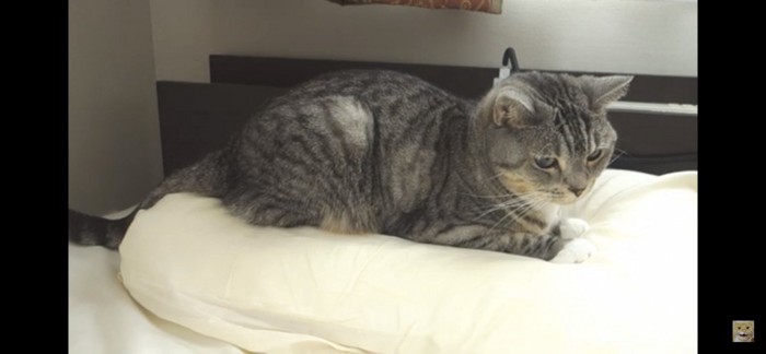 枕に乗る猫