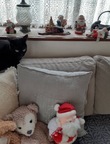 クリスマスにソファの上に座る黒猫