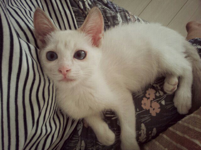 小さな白い子猫小太郎