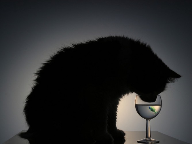 水を飲む猫の影