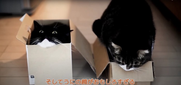 箱に入る猫たち