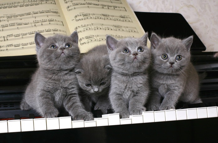 ピアノの上に乗る4匹の猫
