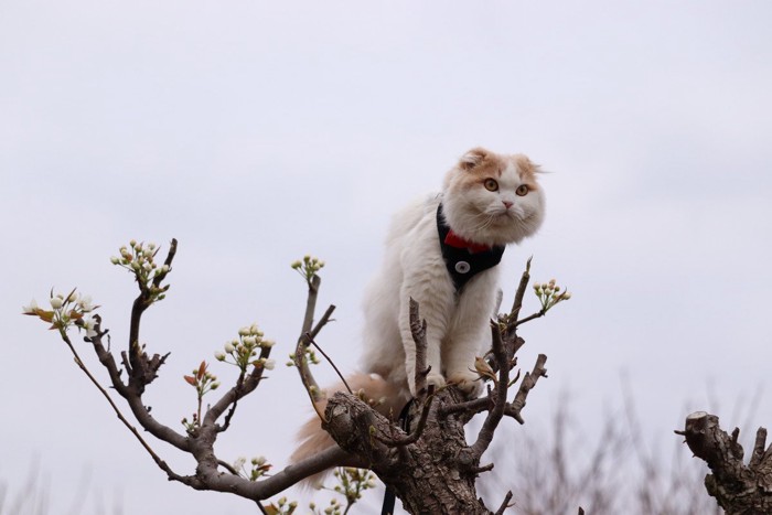 木の上にいる猫