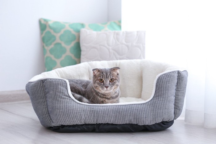 ペット用ベッドに座る猫