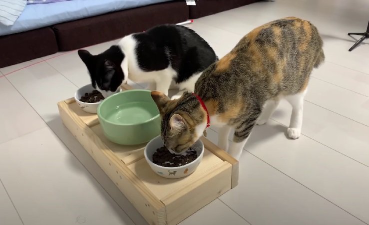 一緒に食事する2匹の猫
