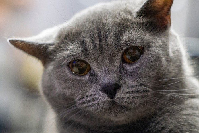 灰色の猫の顔