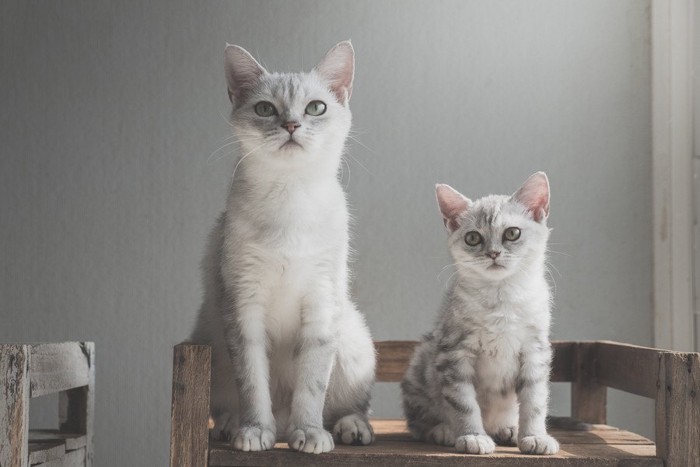 白い成猫と子猫