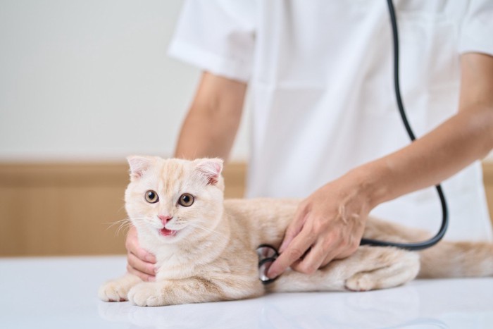 猫の聴診器をあてる獣医師