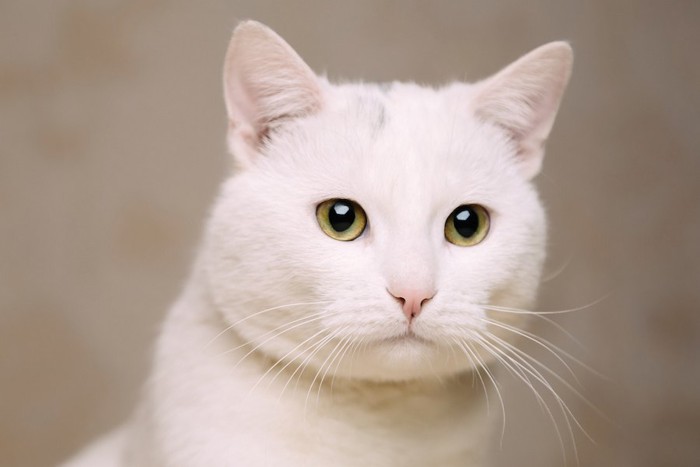 何かを見つめる白猫