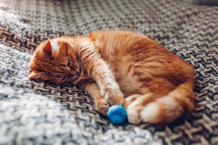寝ながらボールに触る猫